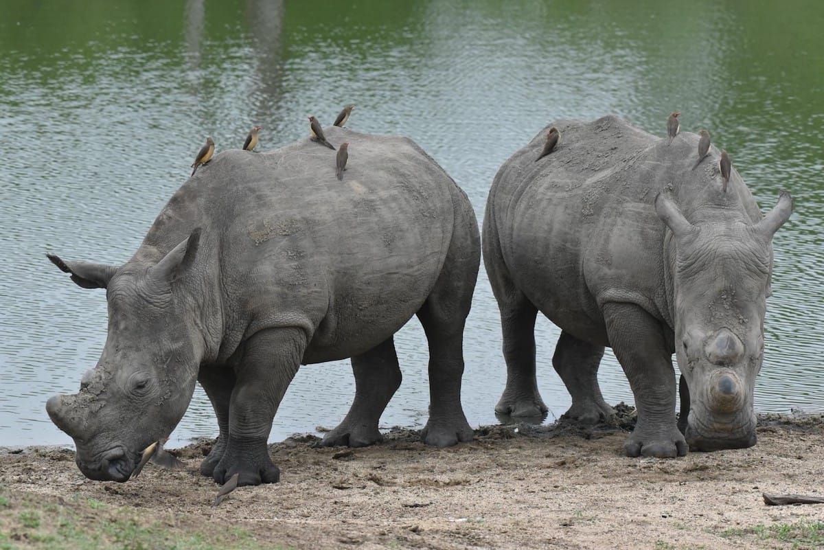 SOUTH AFRICA — Melissa and Nicholas Heard