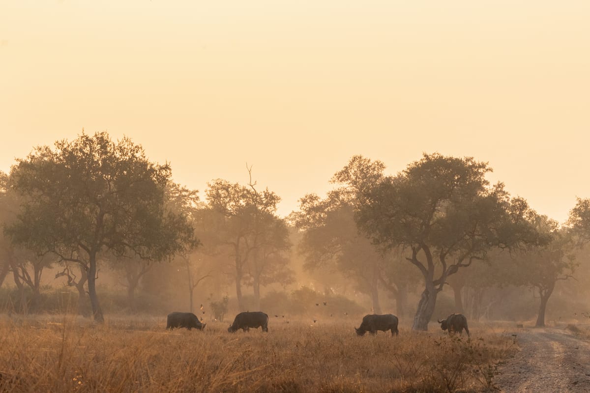 ZAMBIA