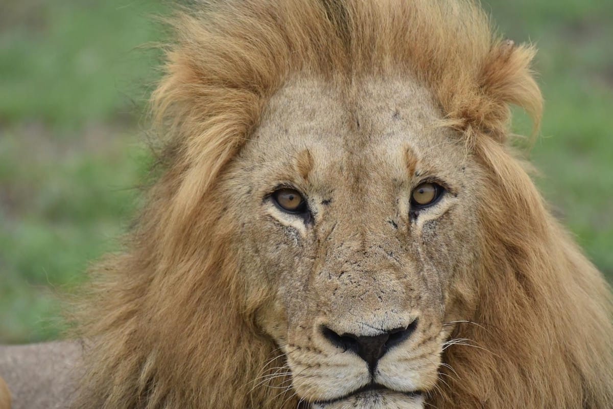 SOUTH AFRICA — Melissa and Nicholas Heard