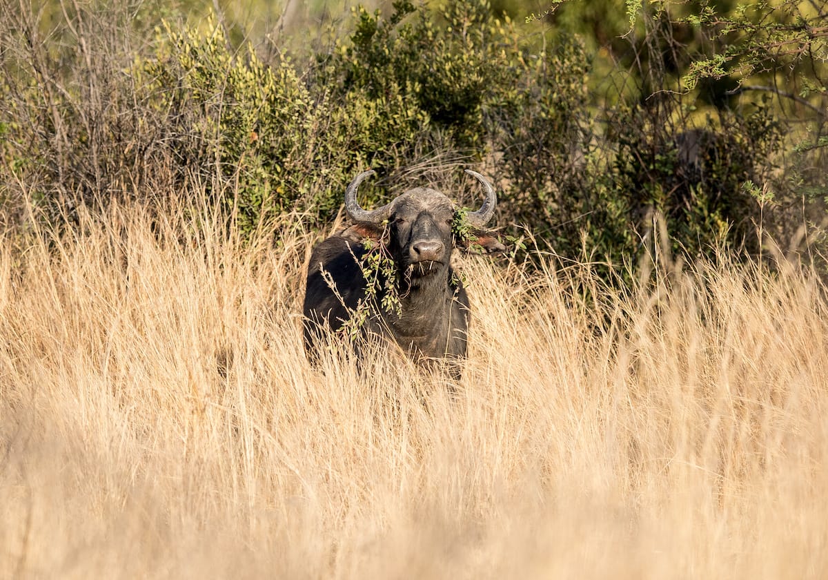 SOUTH AFRICA