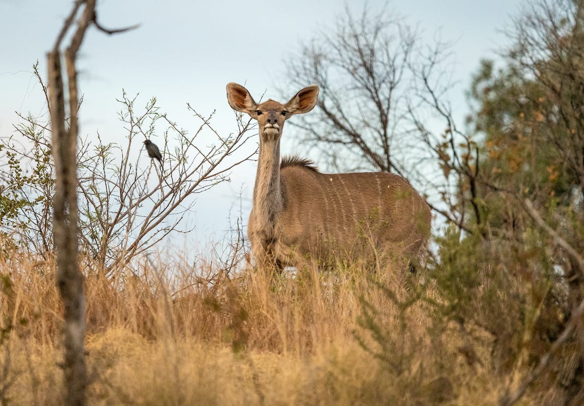 SOUTH AFRICA