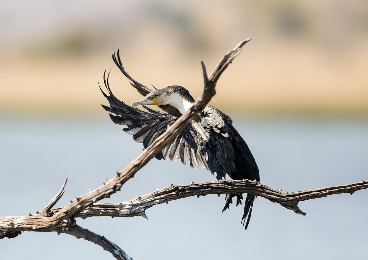 SOUTH AFRICA