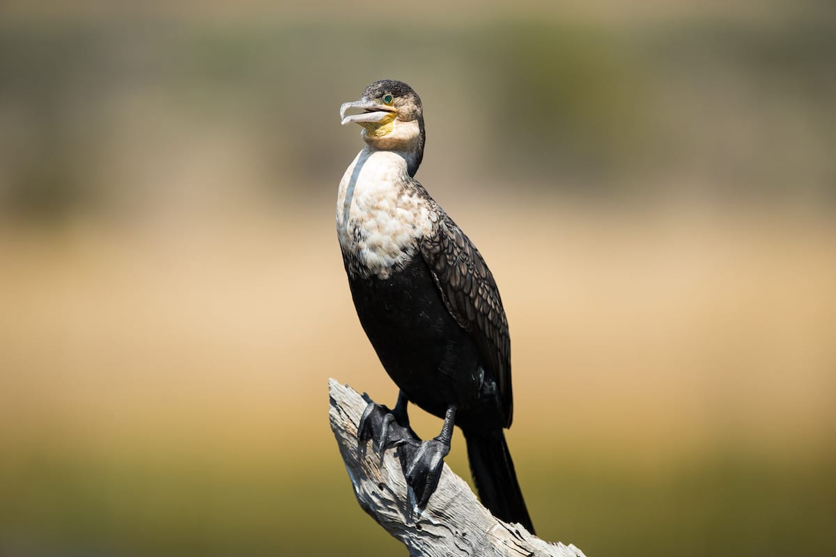 SOUTH AFRICA