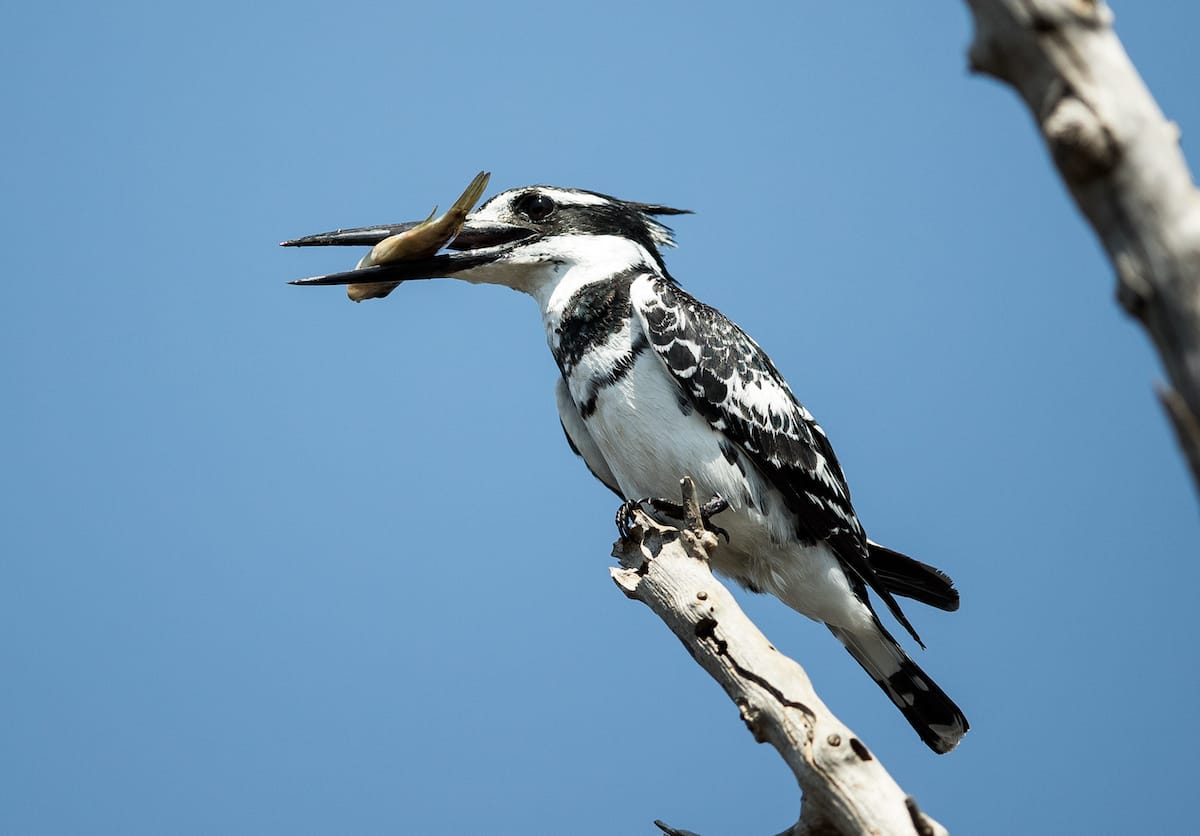 SOUTH AFRICA