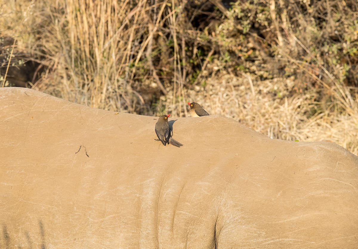 SOUTH AFRICA
