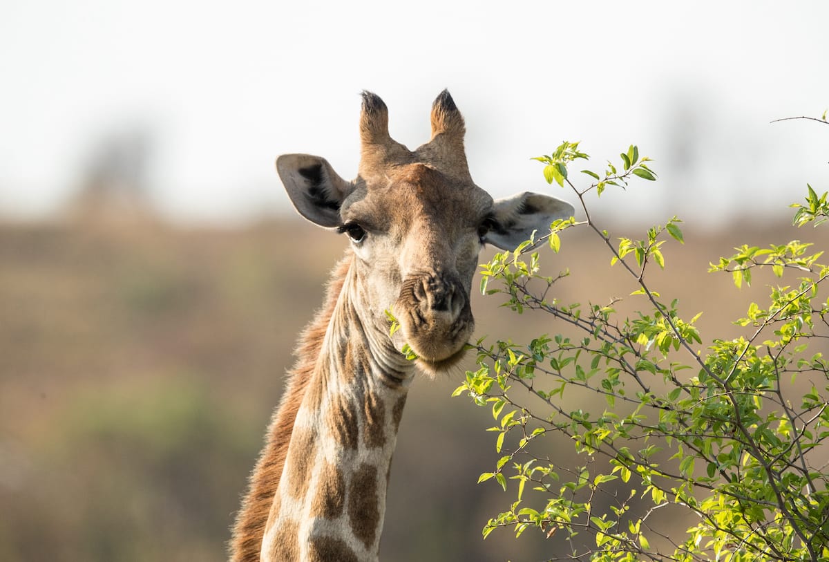 SOUTH AFRICA