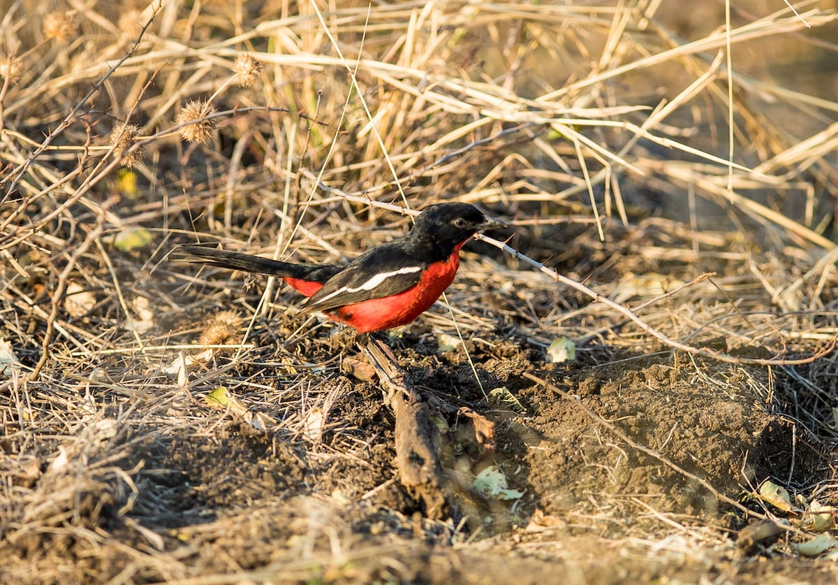 SOUTH AFRICA