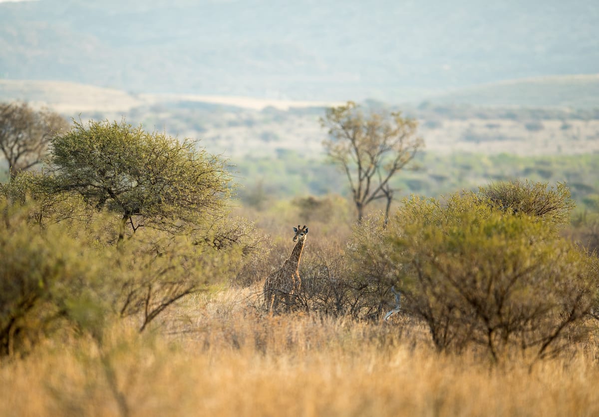 SOUTH AFRICA