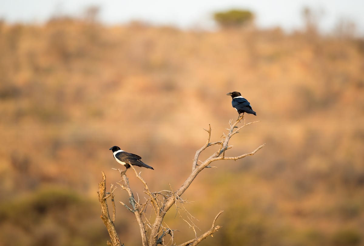 SOUTH AFRICA