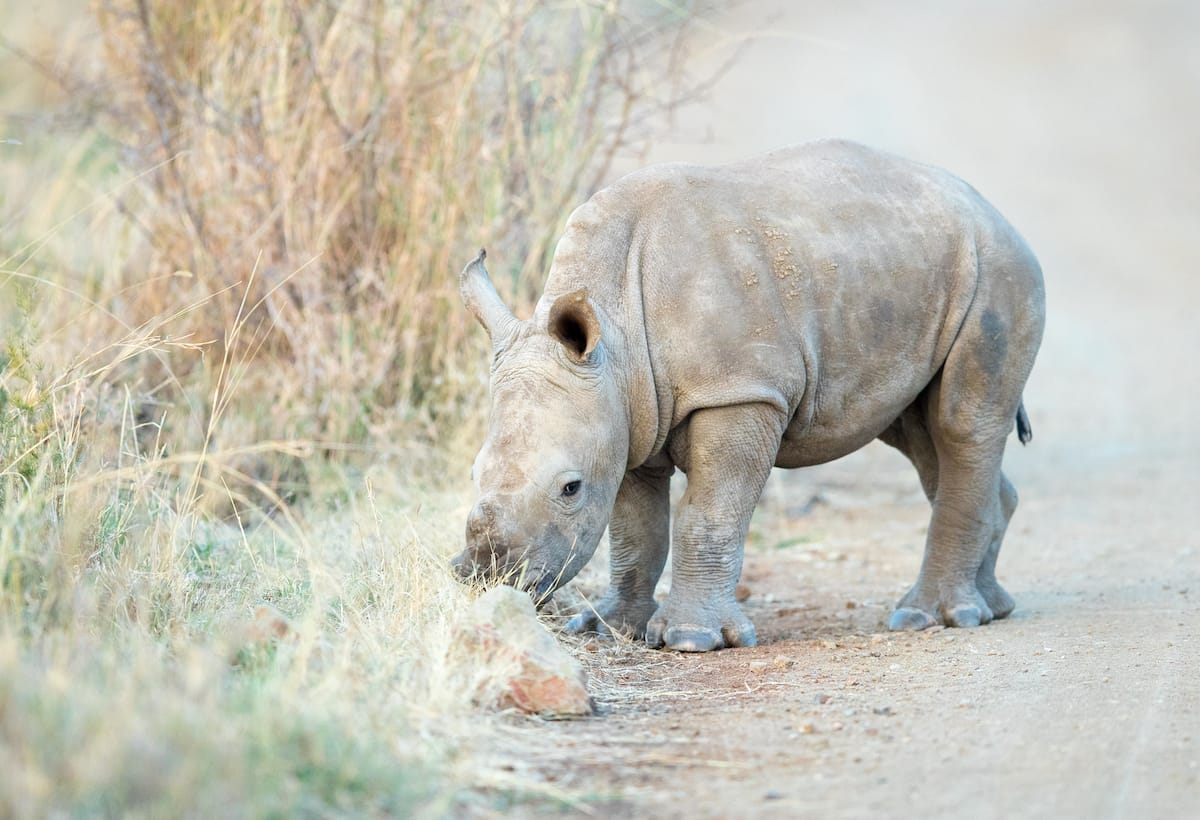SOUTH AFRICA