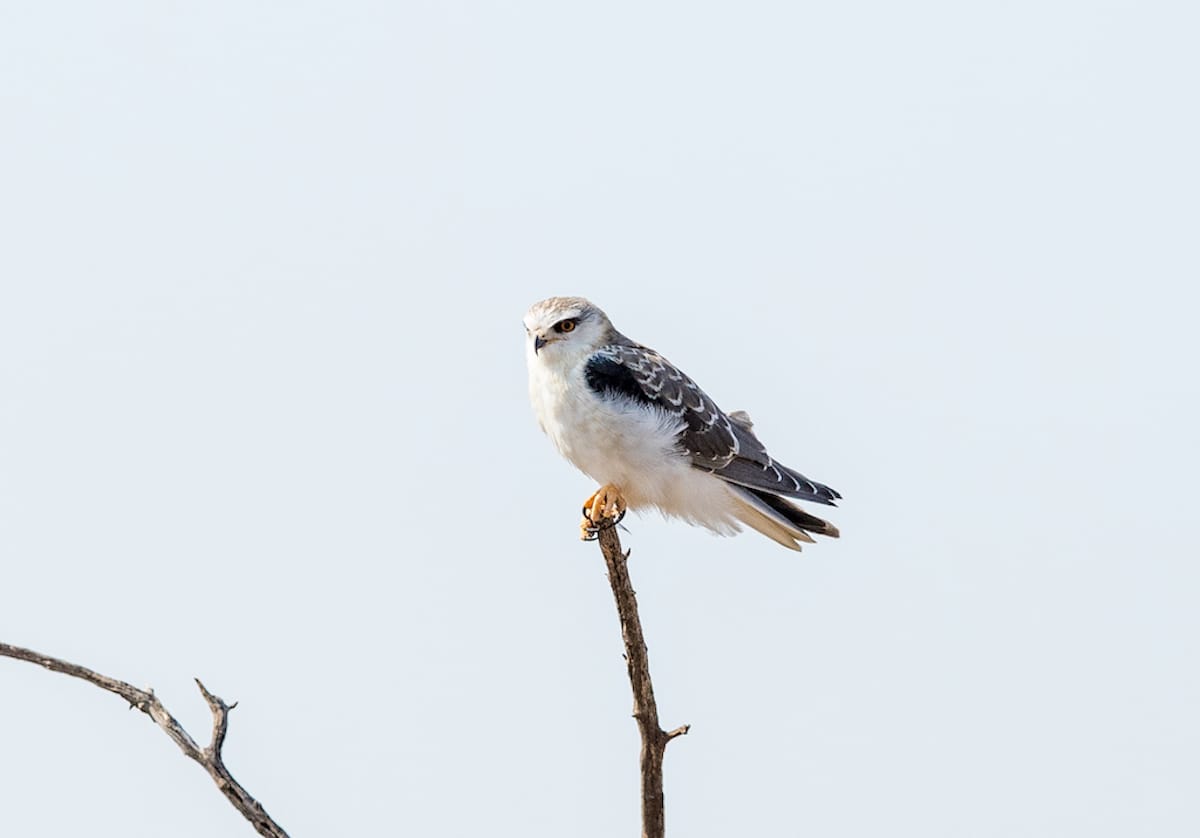 SOUTH AFRICA