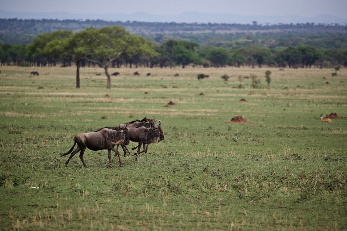 TANZANIA
