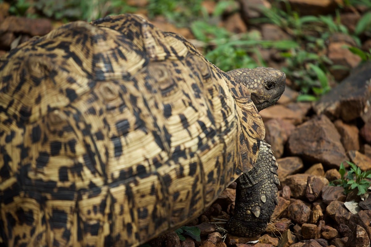TANZANIA