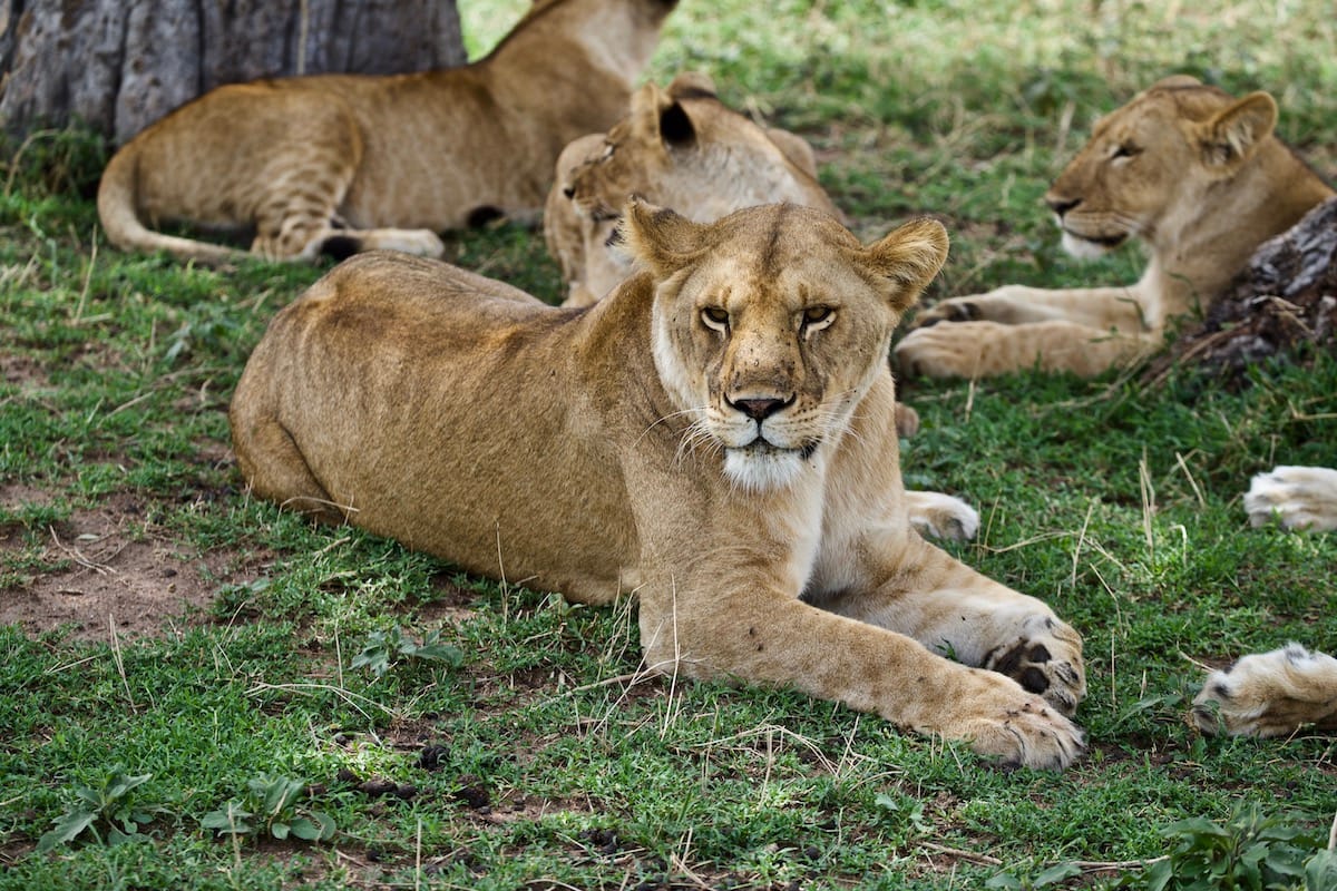 TANZANIA
