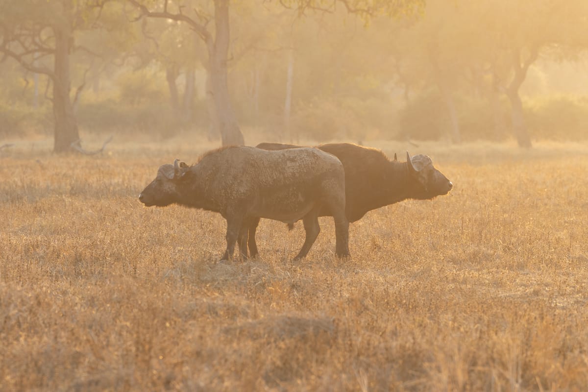 ZAMBIA