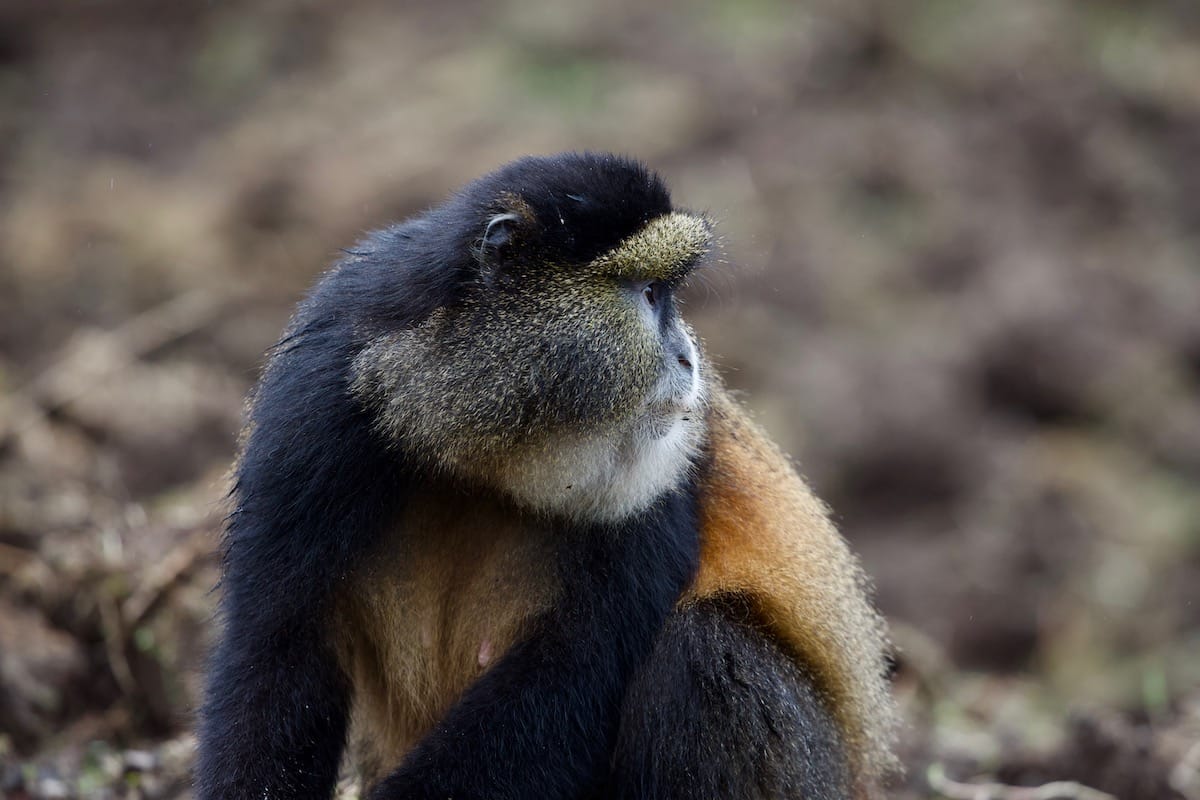 RWANDA