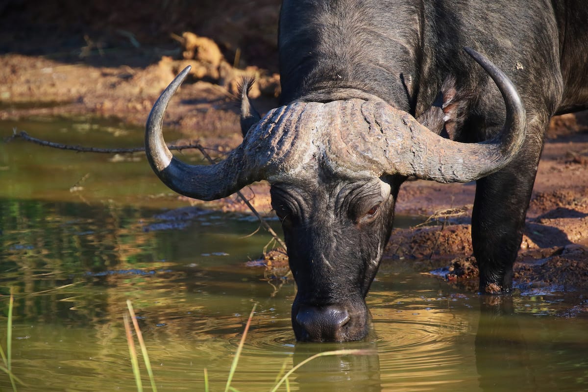 ZAMBIA