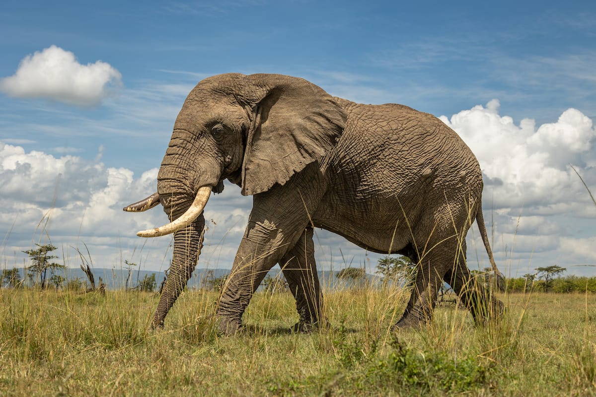 KENYA — Paul Brower