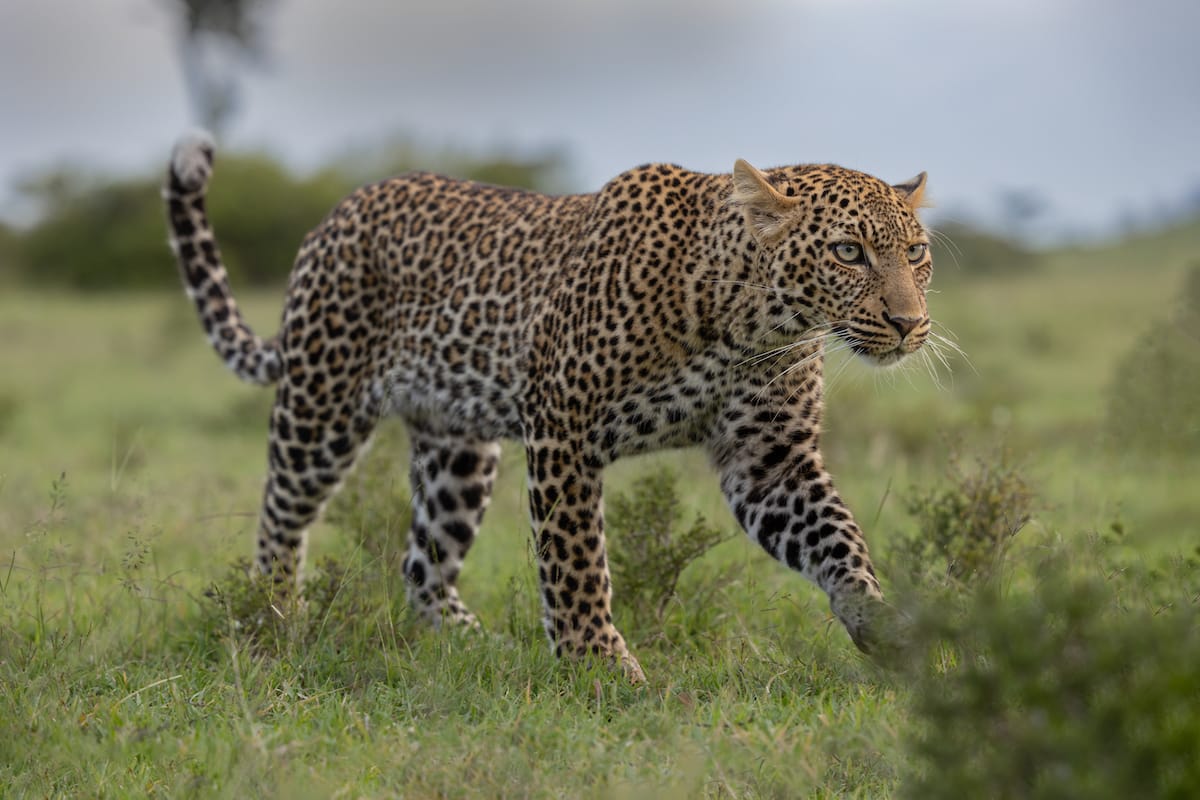 KENYA — Paul Brower