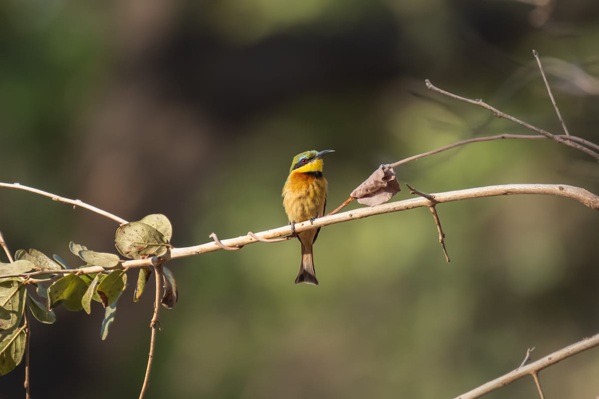 ZAMBIA