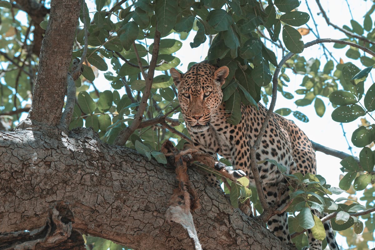 ZAMBIA