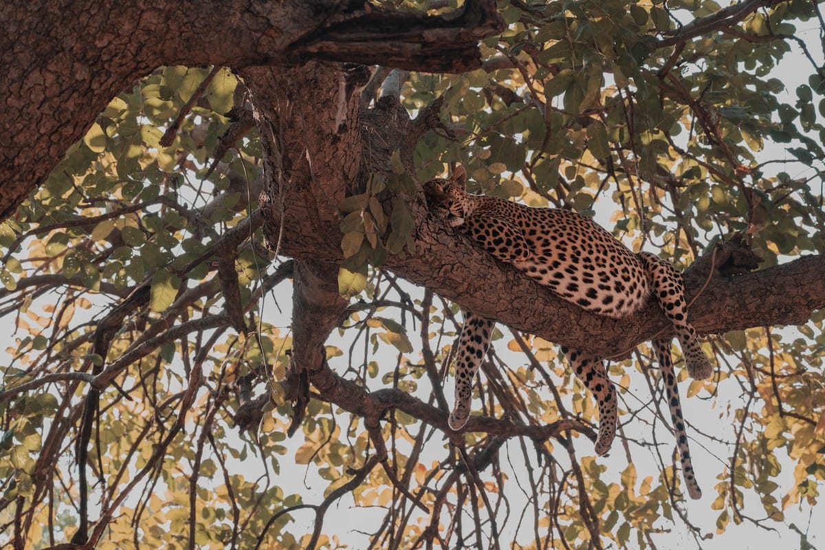 ZAMBIA