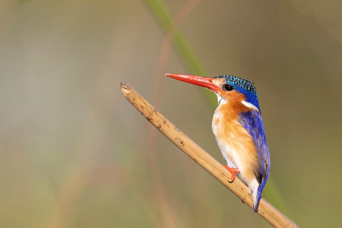 BOTSWANA — Paul Brower