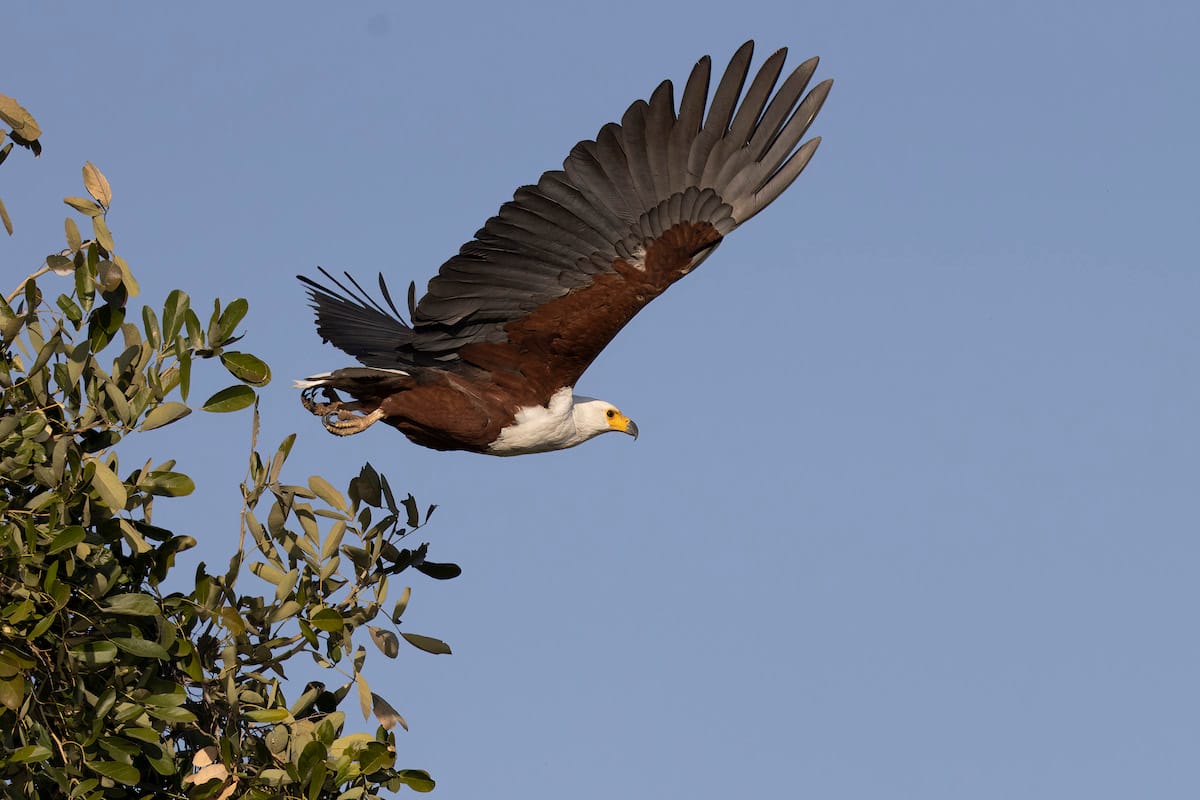 BOTSWANA — Paul Brower