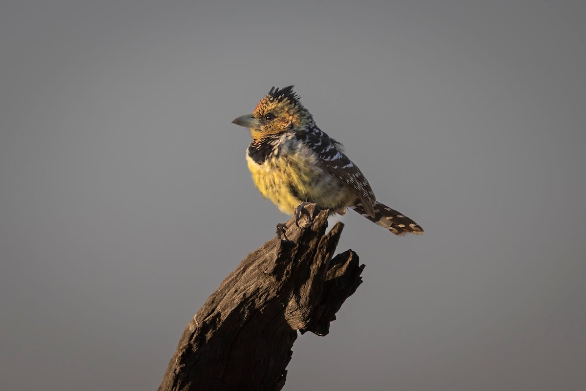 BOTSWANA — Paul Brower