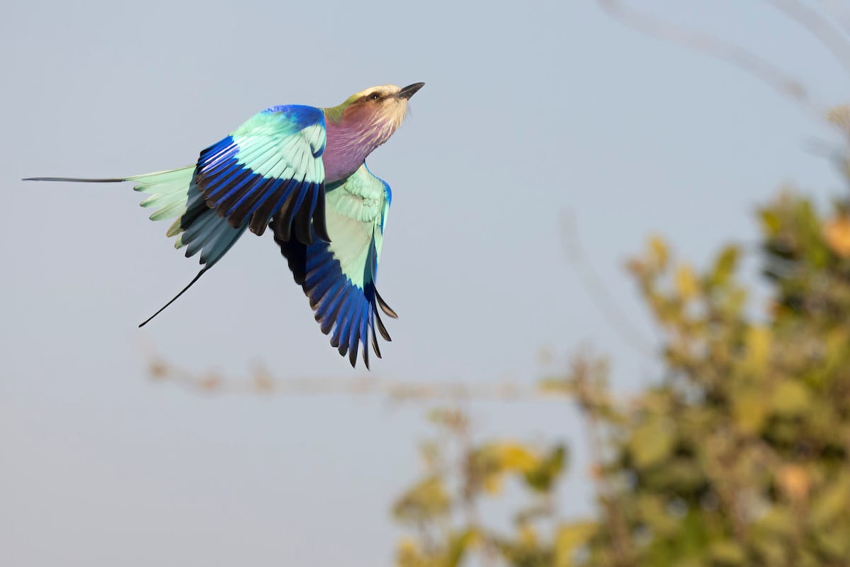BOTSWANA — Paul Brower