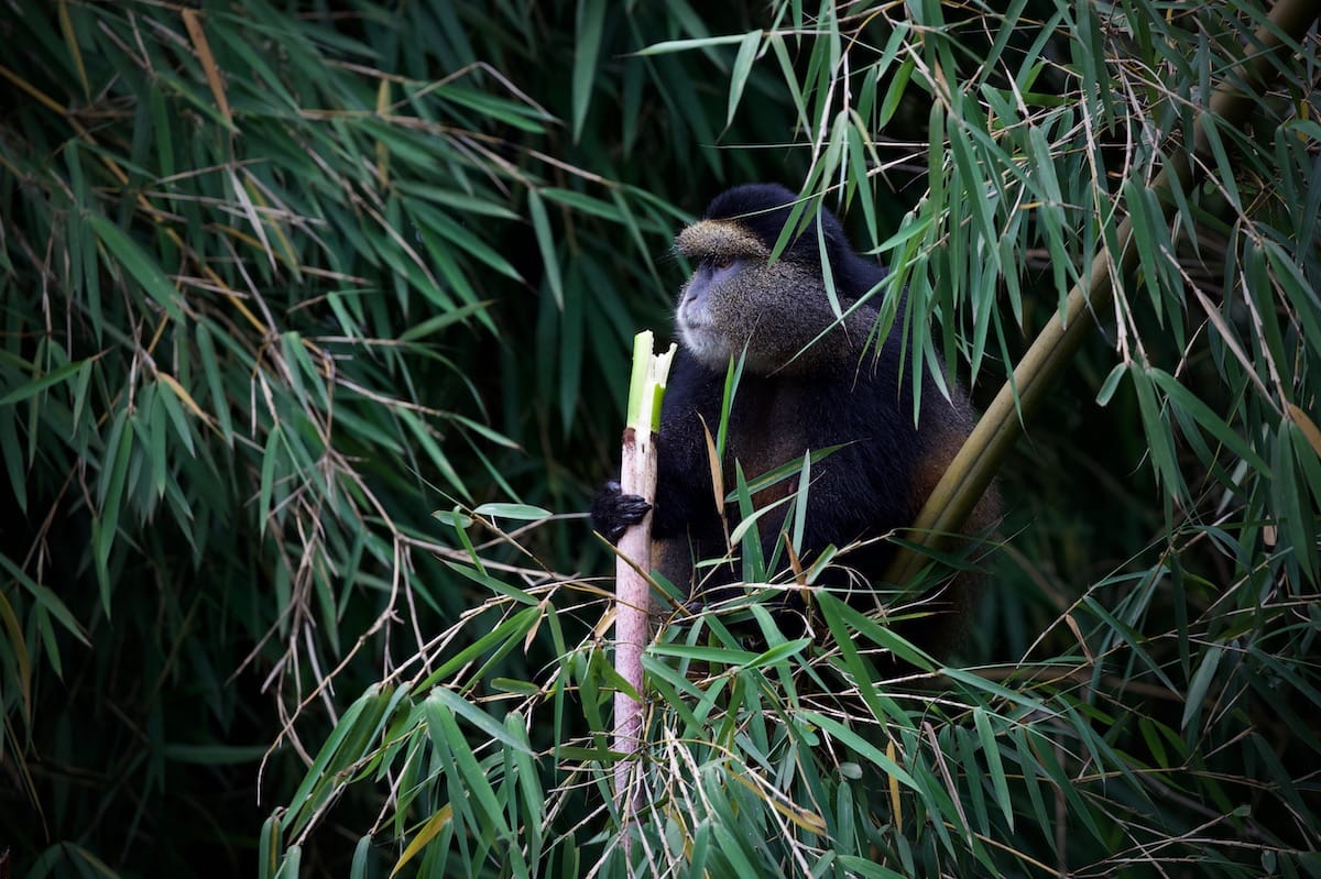 RWANDA