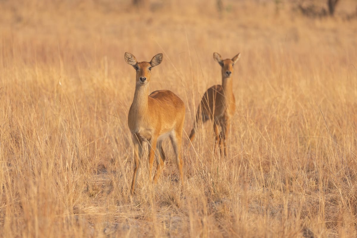 ZAMBIA