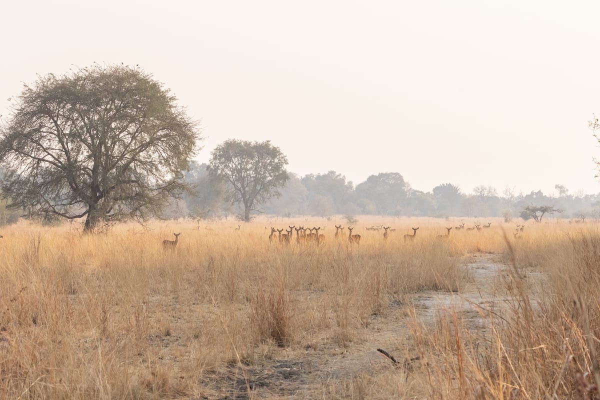 ZAMBIA