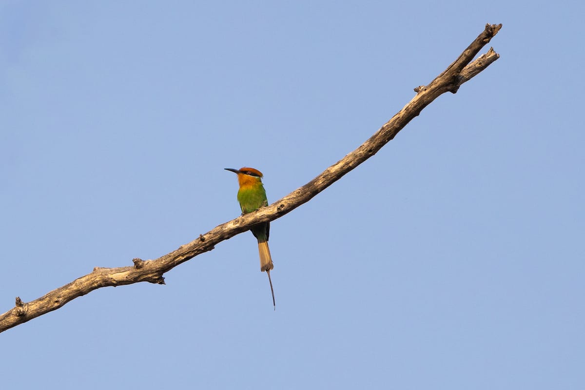 ZAMBIA