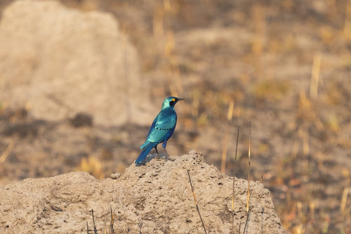 ZAMBIA