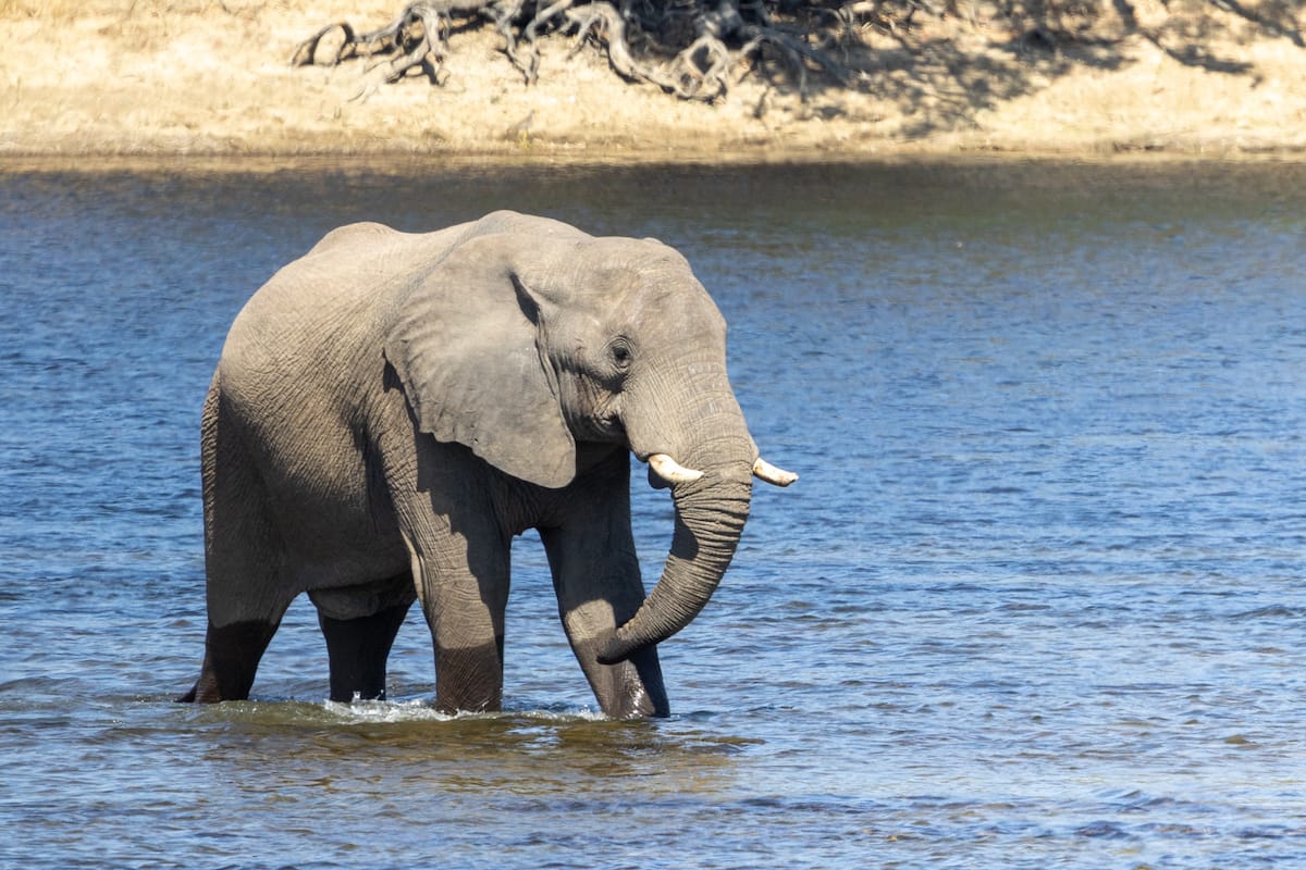 ZAMBIA