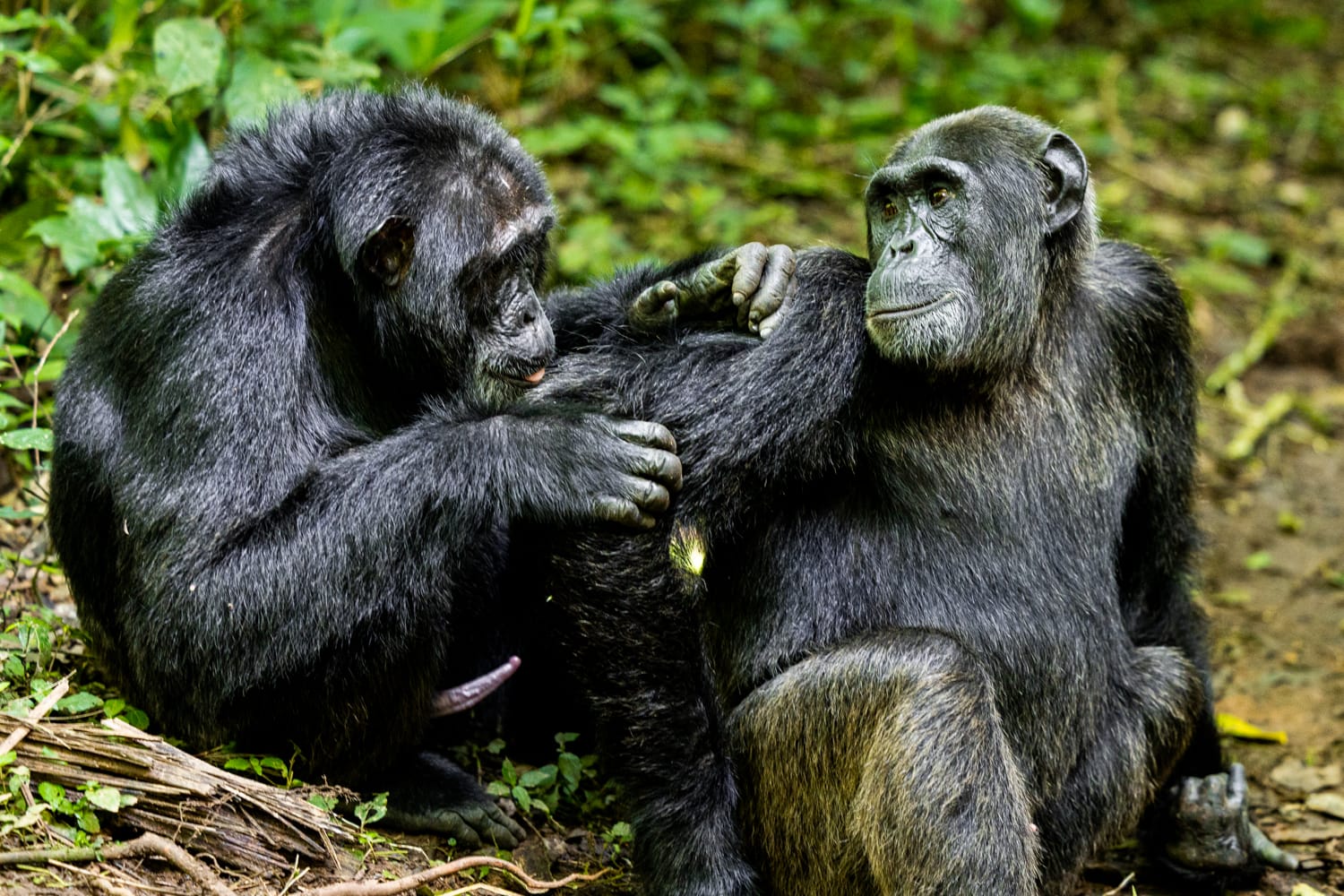 UGANDA