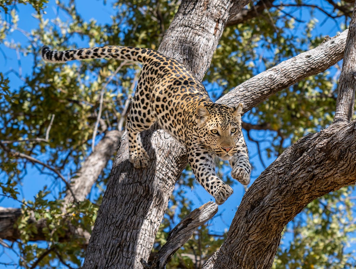 BOTSWANA — Errol Bellon & Jennifer Bellon