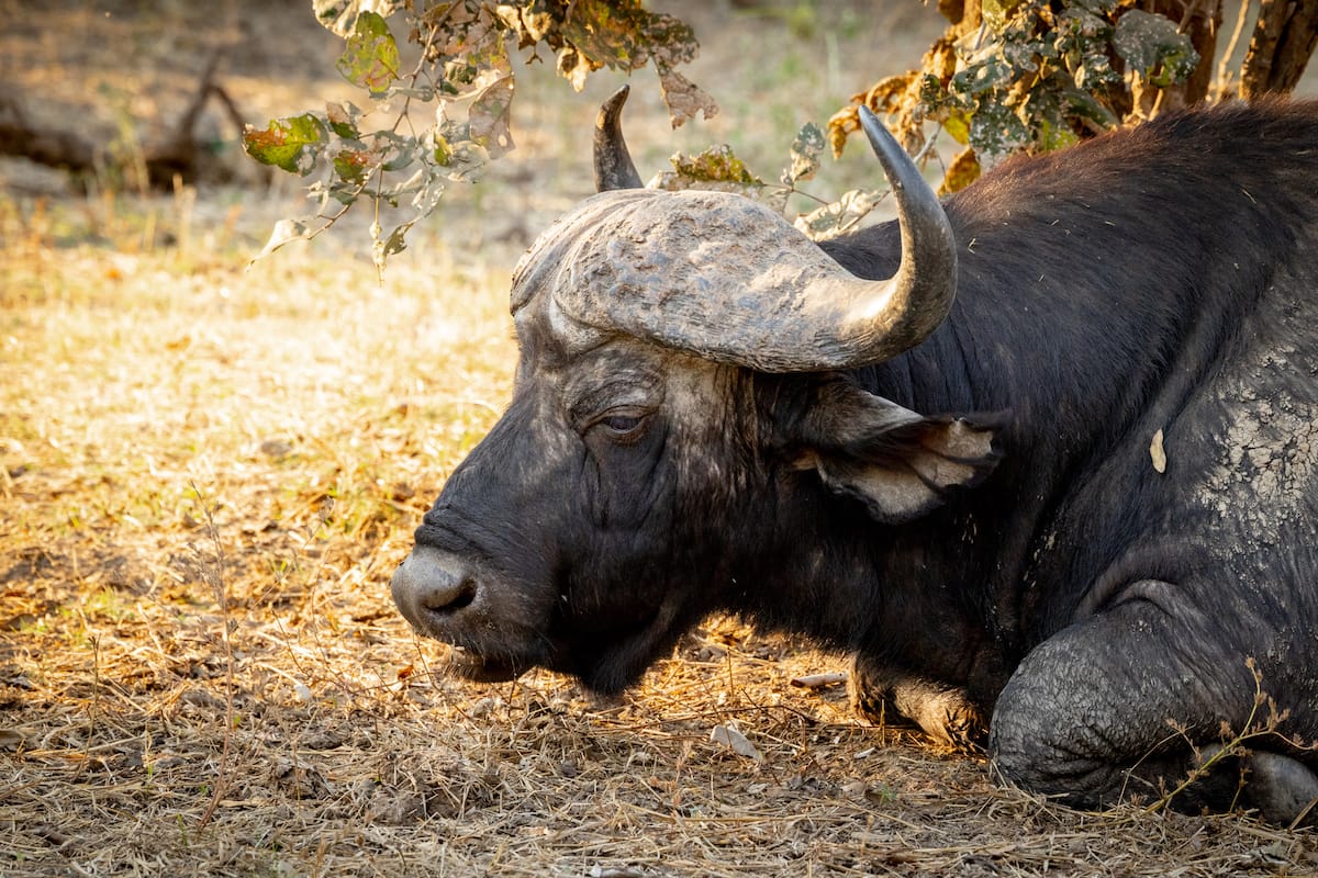 ZAMBIA