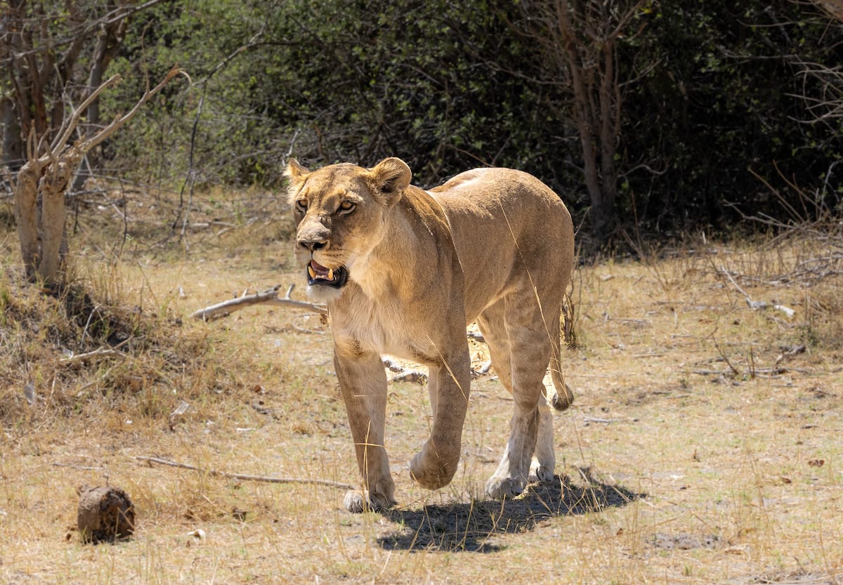 BOTSWANA