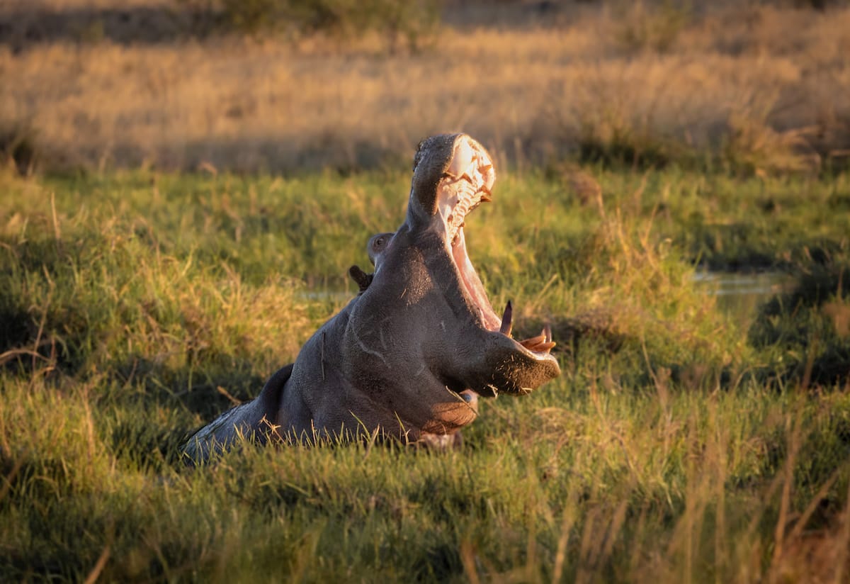 BOTSWANA