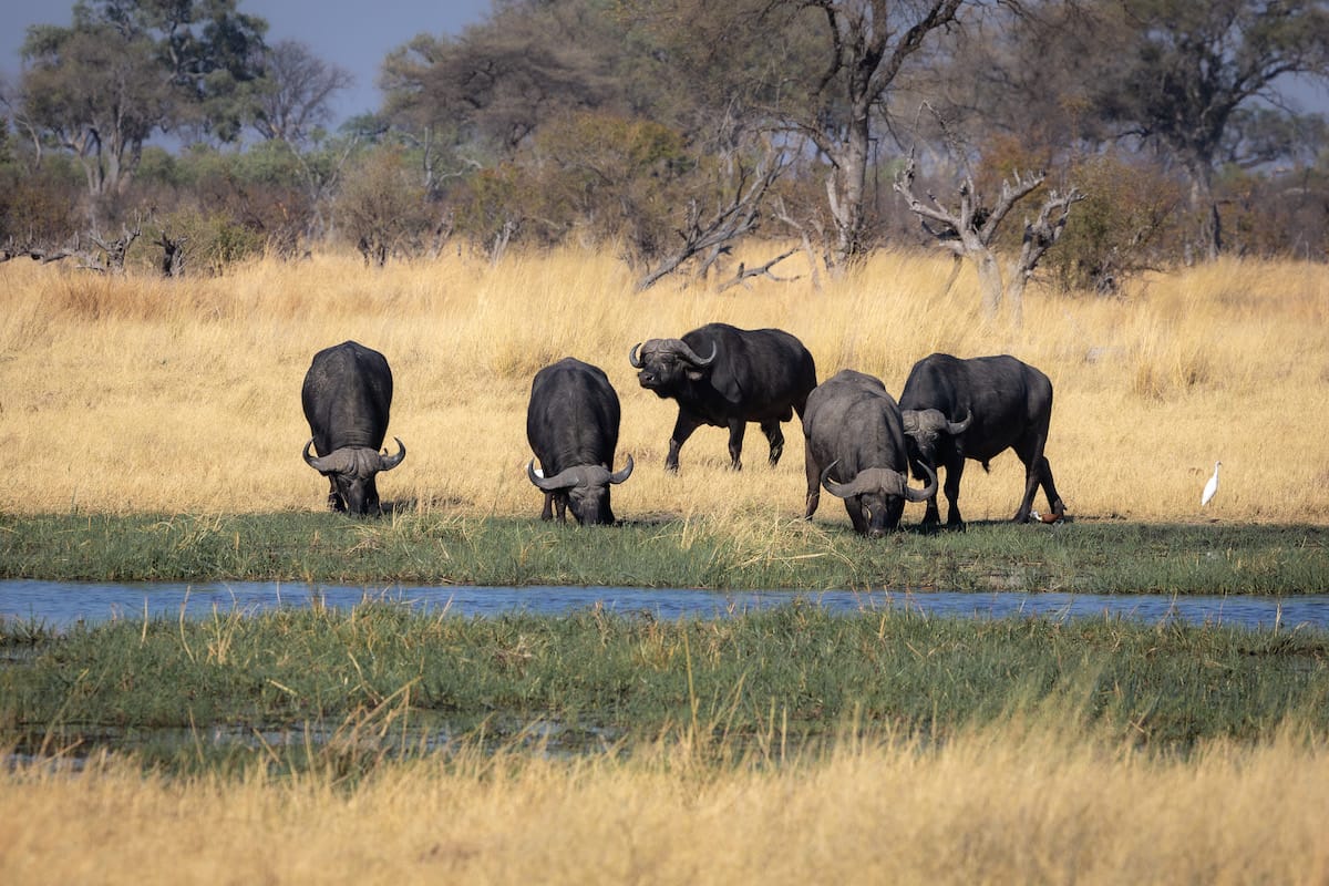 BOTSWANA