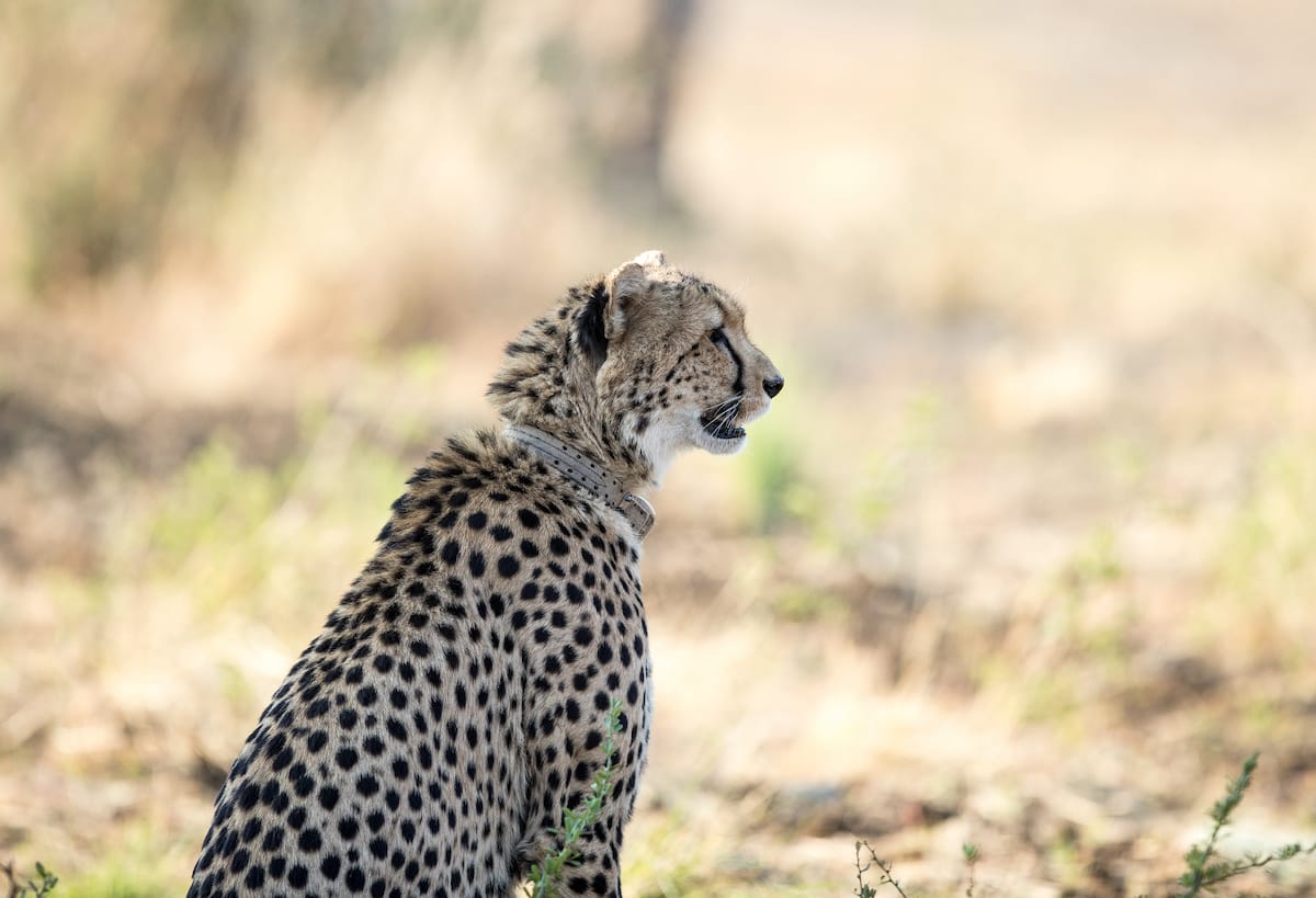 SOUTH AFRICA