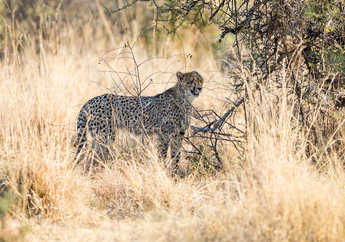SOUTH AFRICA
