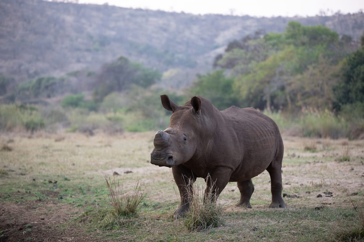 SOUTH AFRICA — Paul Brower