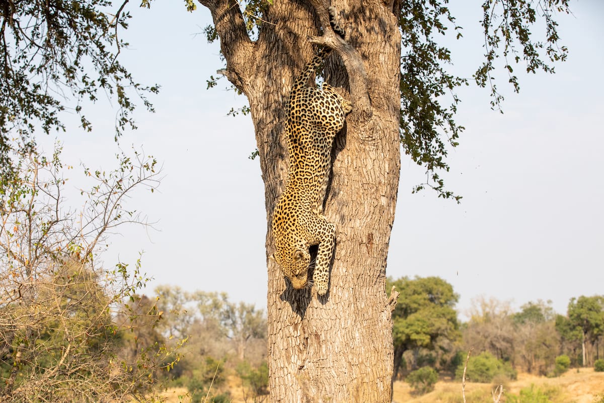 SOUTH AFRICA — Paul Brower