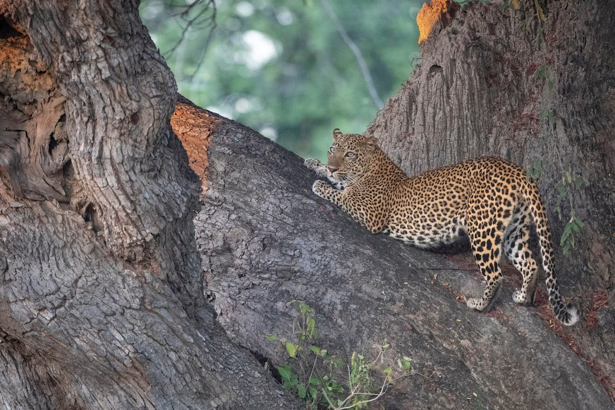 ZAMBIA — Paul Brower