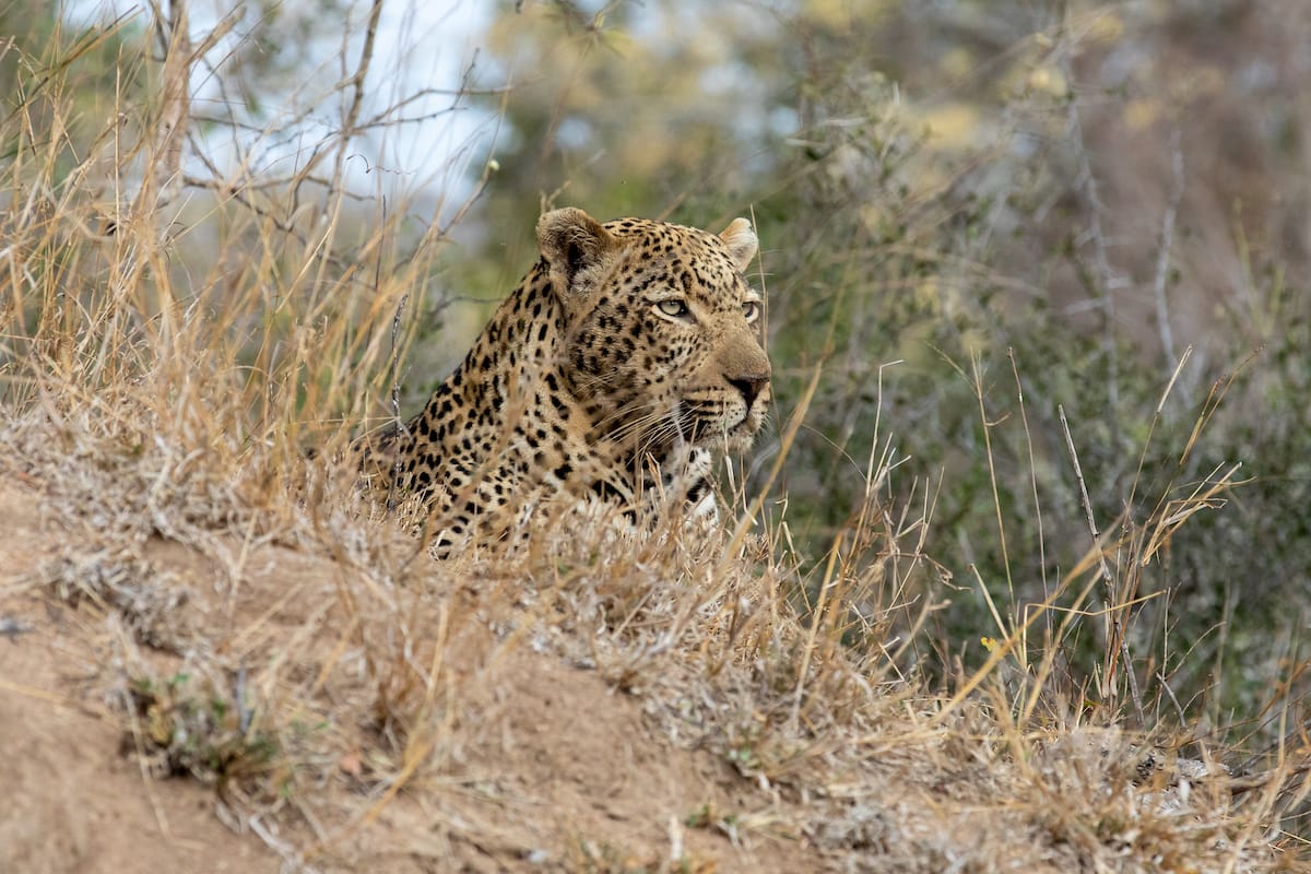 SOUTH AFRICA — Paul Brower