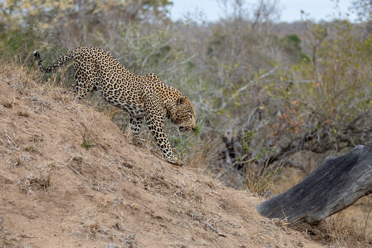 SOUTH AFRICA — Paul Brower