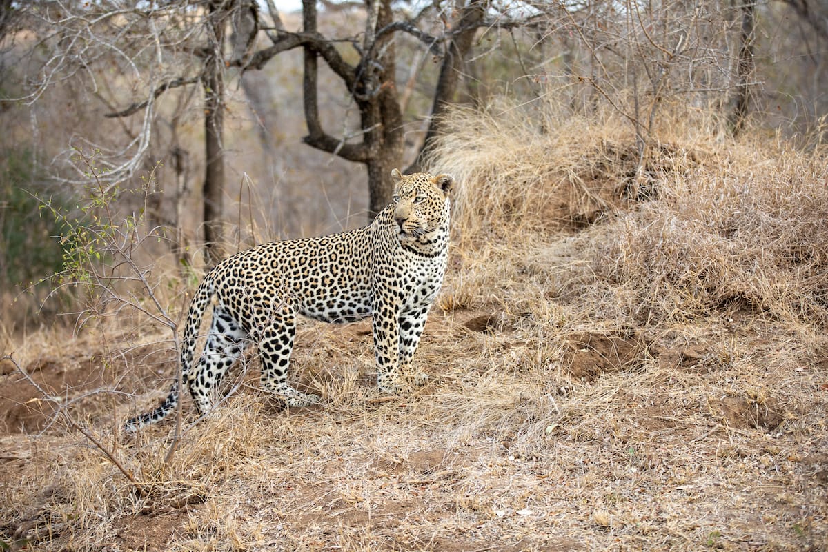 SOUTH AFRICA — Paul Brower